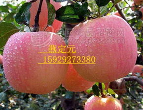 冷庫(kù)紅富士 批發(fā)市場(chǎng)里的價(jià)格優(yōu)勢(shì)與招商新機(jī)遇